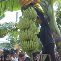 避免價崩慘賠 農委會推「香蕉保險」保障農民
