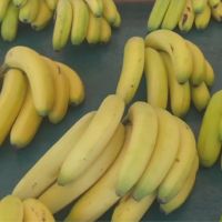 香蕉產地價1斤不到10元 陳明文籲加強收購力道
