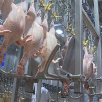 雞隻屠體泡含氯消毒劑 農委會:防變質問題