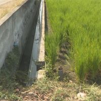 桃竹苗二期稻作停灌 農委會將發補償金