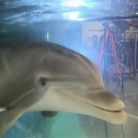 與人共泳不怕生 機器海豚外型超擬真