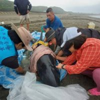 搶救擱淺新北海灘2隻瓜頭鯨 海保救援網緊急動員