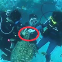 快新聞／畫面指證歷歷！ 2潛客小琉球餵食海龜遭法辦
