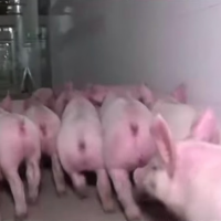 中國出現豬隻新冠狀病毒 學者：未來恐跨物種傳人