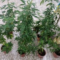 屏東刑警大隊查獲培十四株大麻樹 起出成品十克 有效遏阻毒品流於市面