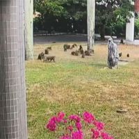 太扯！30隻獼猴闖校園 圍堵學生搶早餐