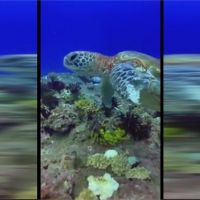 小琉球海龜前肢斷裂纏著漁網 潛水客緊急通報