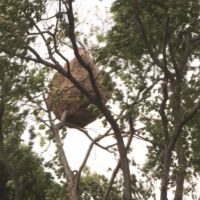平鎮「超大虎頭蜂窩」摘除 捕獲上萬隻虎頭蜂