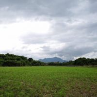 關渡平原田園趣 冬季變身秘境花海