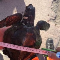 豬鼻子沙灘海龜纏繞　海巡動保速通報搶救
