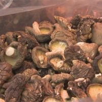 消基會抽驗市售菇類 檢出多款農藥、重金屬殘留