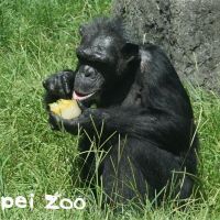 快新聞／北市動物園黑猩猩阿嬤「阿美」病逝 享年51歲