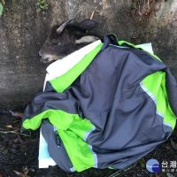 台灣野山羊受傷　展開搶救任務