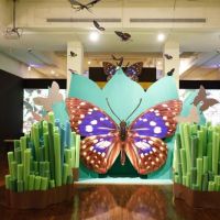 台博館「蝴蝶與福蝶特展」　探索昆蟲界明星的藝術與科學