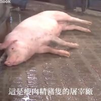 萊豬副作用影片遭法辦　國民黨引路透社報導：哪來假消息？