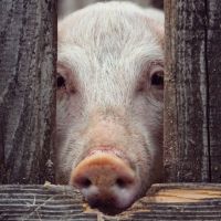 影片曝「豬餵瘦肉精副作用」被防檢局稱造成恐慌 藍營怒：獨裁政府才封鎖消息！