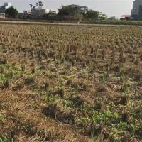 嘉南一期稻作停灌 農委會25日宣布補償方案