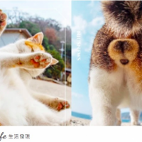 最療癒部位！日本「貓咪蛋蛋」攝影攻佔奴才心，大肆偷看也不犯法！