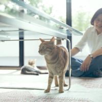 快新聞／蔡英文、蕭美琴臉書秀貓照 網友：「有貓貓我就讚！」