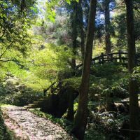 林木修枝、五感體驗 歲末年終來趟東眼山森林療癒之旅