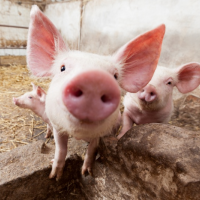 【TVBS民調】近半數民眾不滿意陳時中處理萊豬進口問題？！萊豬五原則前，開放萊豬進口公投議題