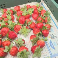 台南善化草莓季登場 親子遊、採果好去處