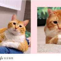 拜託給我一條肉泥！日本貓咪超委屈「苦瓜臉」爆紅，趕走憂鬱日常按下追蹤準沒錯！