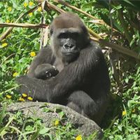 金剛猩猩Tayari生寶寶了! 動物園備水果月子餐