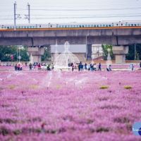 紫色風暴桃園仙草花節　開幕當周25萬人朝聖
