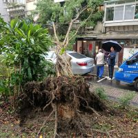 快新聞／北市信義區路樹突倒塌！ 汽車、民宅窗戶遭波及 警方拉起封鎖線中