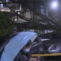 連日大雨釀禍！ 信義區路樹倒塌壓毀2車