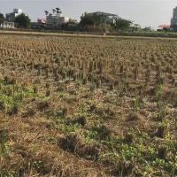 出招抗旱！ 農委會推新灌溉措施與耐旱作物