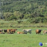 台東放牧飼養家畜管理自治條例已實施　若勸導無效即開罰