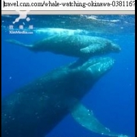 旅遊欣視界／冬天來沖繩 與鯨魚共樂