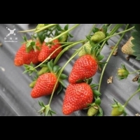 台北踏青／內湖白石湖溫室採草莓 有機最健康