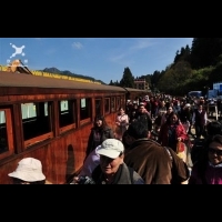 森鐵沿線發展郵輪式列車旅遊 阿里山新亮點