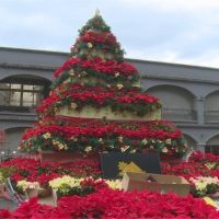 桃園山城紅花節 巨型耶誕樹布置像「罐頭塔」