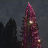 全台最高「真的」耶誕樹！ 苗栗通霄平安夜點燈