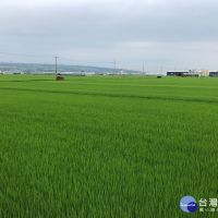 農委會公告台中明年一期稻作停灌　明年1/7起受理補貼申請