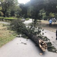 快新聞／上個廁所慘遭公園倒塌大樹擊中 台南63歲翁受傷送成大急救