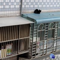 黑貓受困4樓遮雨棚　罐頭誘捕助脫困