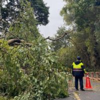 路樹倒塌阻交通　警通報環保局迅速清運
