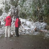 快新聞／追雪族留意！ 氣溫回暖高山雪融 南橫公路156k路樹倒塌