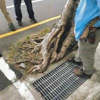 台南高風險菩提路樹　樹木專家建議移除