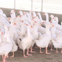 快新聞／立陶宛爆發禽流感 農委會：活禽鳥及種蛋禁止輸台