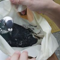 賽鴿受傷迷途  新南警護生助送醫