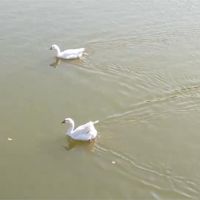 中正大學爆禽流感緊急撲殺 仍有8隻「漏網之鵝」