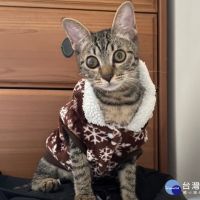 板橋動物之家奶貓「湯圓」　重獲新生找到幸福