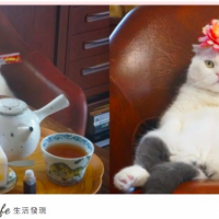 自己拿著肉泥陪主人吃下午茶！日本超可愛貓貓愛戴頭套，可愛無極限！