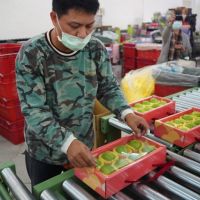 不畏疫情「屏東品牌」打入國際 蜜棗貨櫃外銷馬來西亞